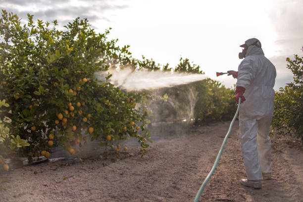 Wasp Removal Services in Shelbyville, KY